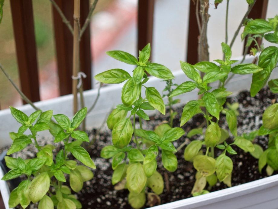 How to Prune Basil from Kiwi and Peach